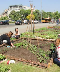 Ogródek warzywny w centrum stolicy