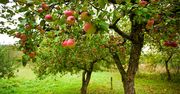 Pracowity czas w ogrodzie. Przygotowanie do jesieni
