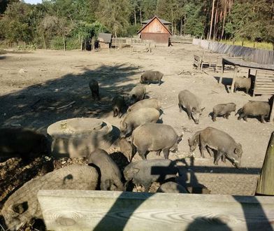 ASF. Część rolników myśli nad samodzielnym odstrzałem dzików