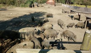 ASF. Część rolników myśli nad samodzielnym odstrzałem dzików