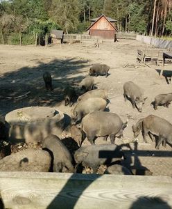 ASF. Potwierdzony pierwszy przypadek wirusa w Wielkopolsce