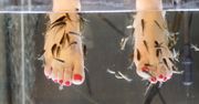 Ten zabieg jest wakacyjnym hitem, ale szkodzi. ''Rybi pedicure'' może zrujnować ci stopy