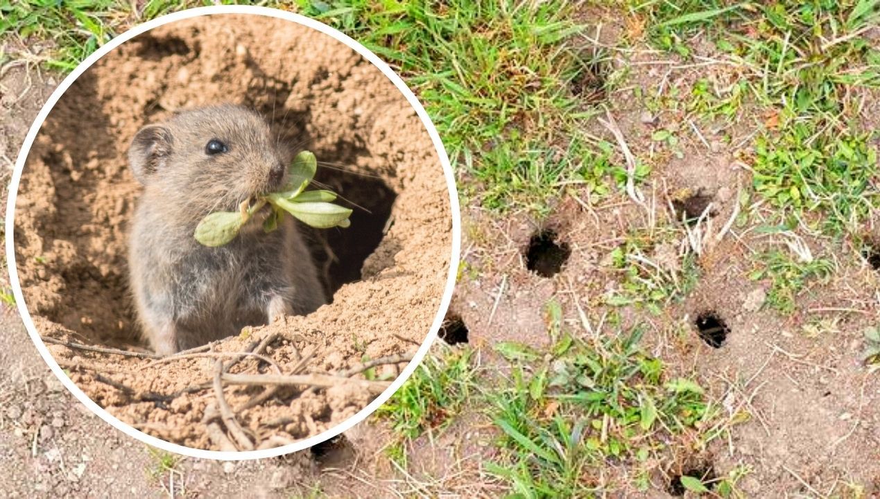 Wylej kilka kropel przy otworach po nornicach. Nie odważą się więcej pokazać