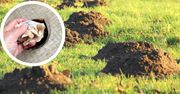Jak się pozbyć kretów z ogrodu i trawnika? 7 sprawdzonych sposobów!