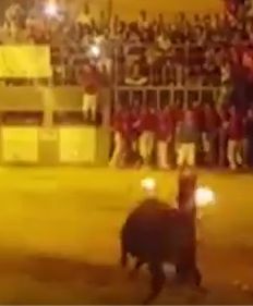 Samobójstwo hiszpańskiego byka. Podpalono mu rogi