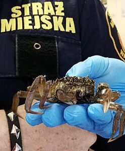 Warszawa. Mieszkanka Pragi znalazła w łazience kraba