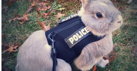 "Policyjny królik". Stołeczni policjanci złożyli nietypowe życzenia wielkanocne