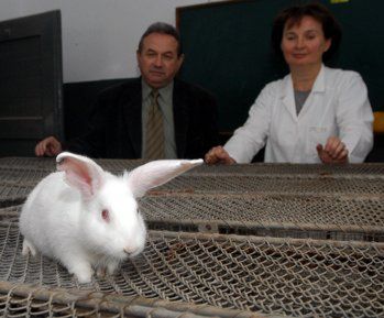 Polacy sklonowali królika