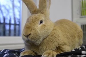 Królik gigant szuka domu. Jest wielkości średniego psa