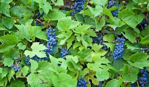 Warto spróbować: liście winogron