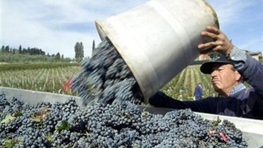 Wino powstało z zebranych niedawno winogron