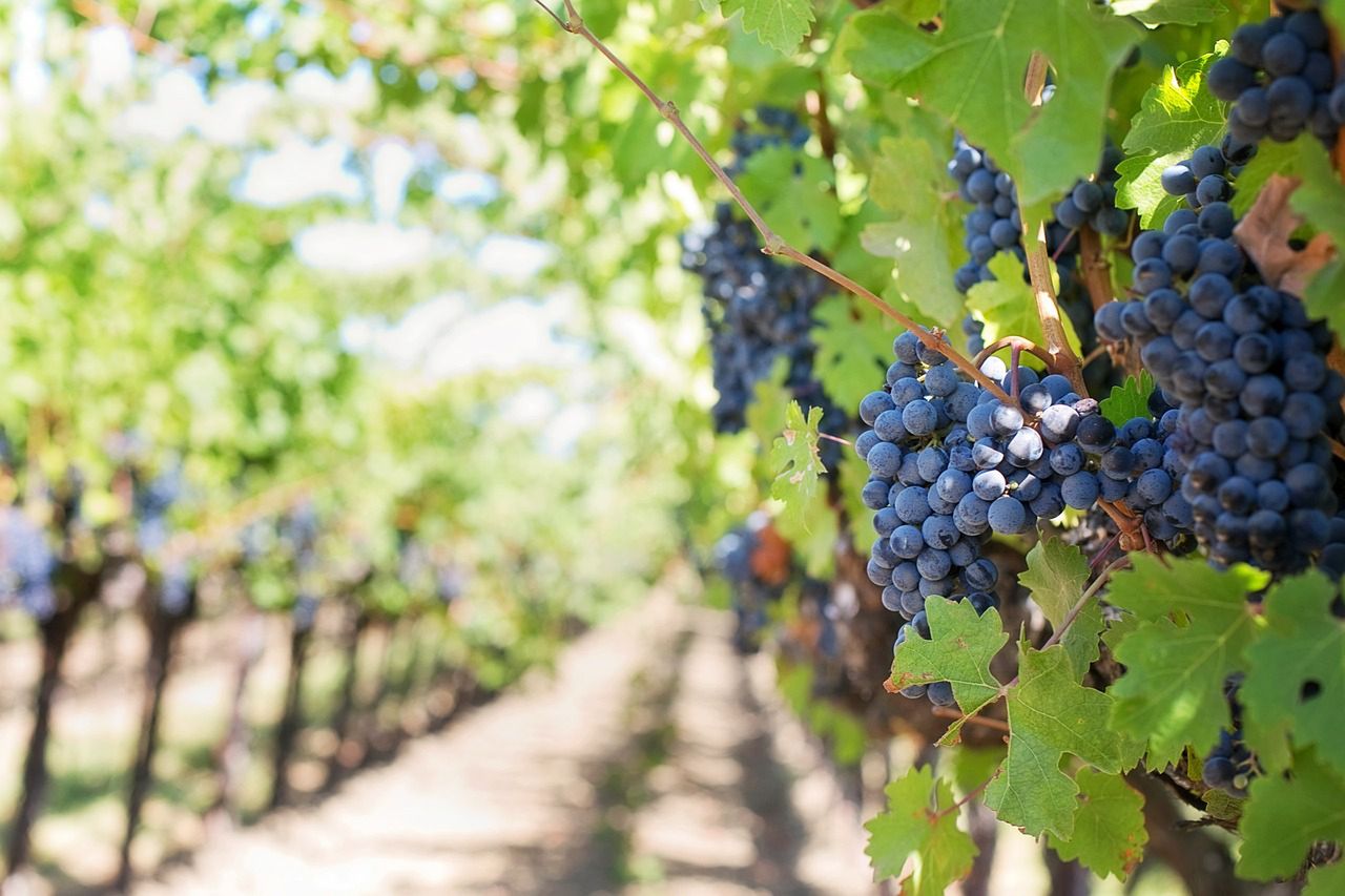 Drogie wino wcale nie jest smaczniejsze. Tak twierdzą naukowcy