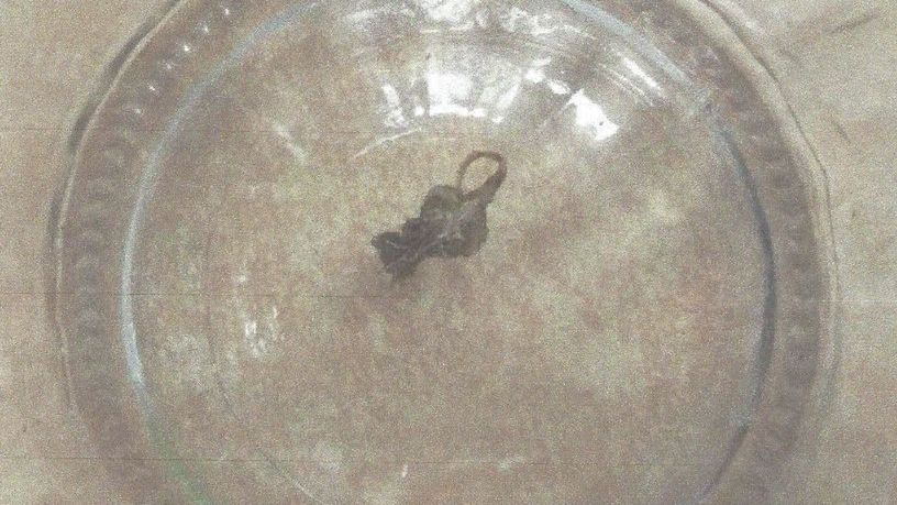 Rzekomy skorpion został dokładnie przebadany.