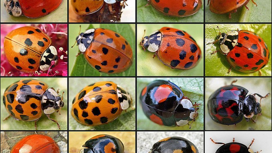 Biedronki z gatunku Harmonia axyridis mają różne odmiany barwne