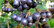 Aronia – owoc o wielkich możliwościach. Niezastąpiona na jesienne chłody