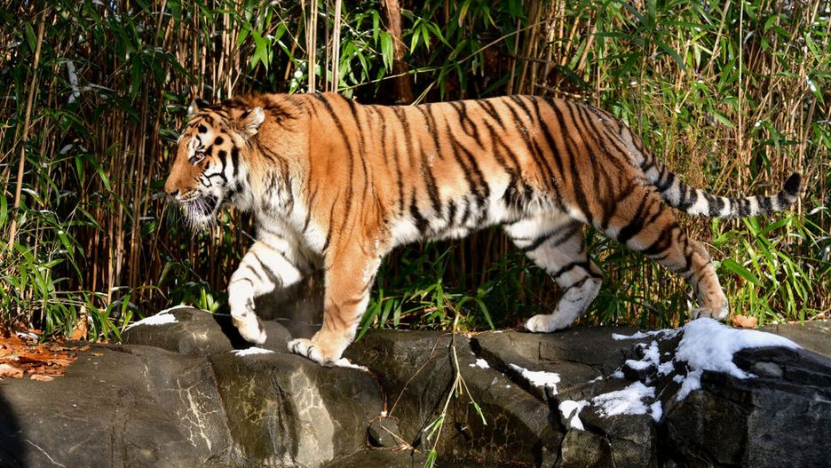 Testowi poddano kilka tygrysów i lwów w nowojorskim zoo