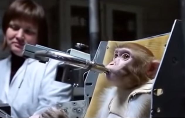 Rosjanie wysyłają małpy na Marsa