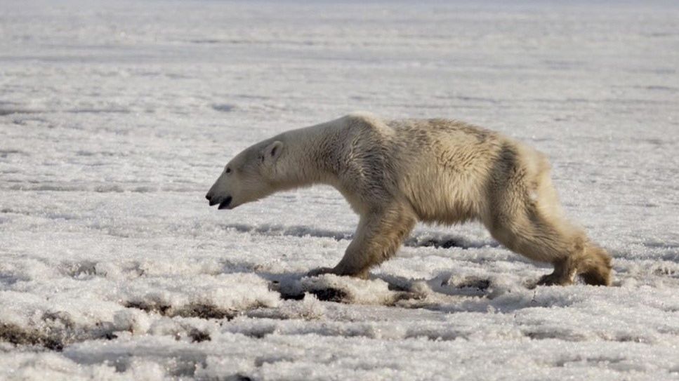 niedźwiedź polarny rosja zmiany klimatyczne