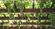 Zielona pergola: winorośl