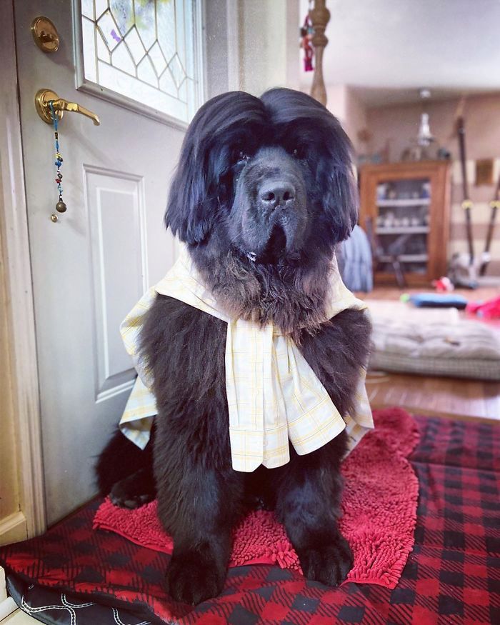 Hank The Newfoundland/instagram