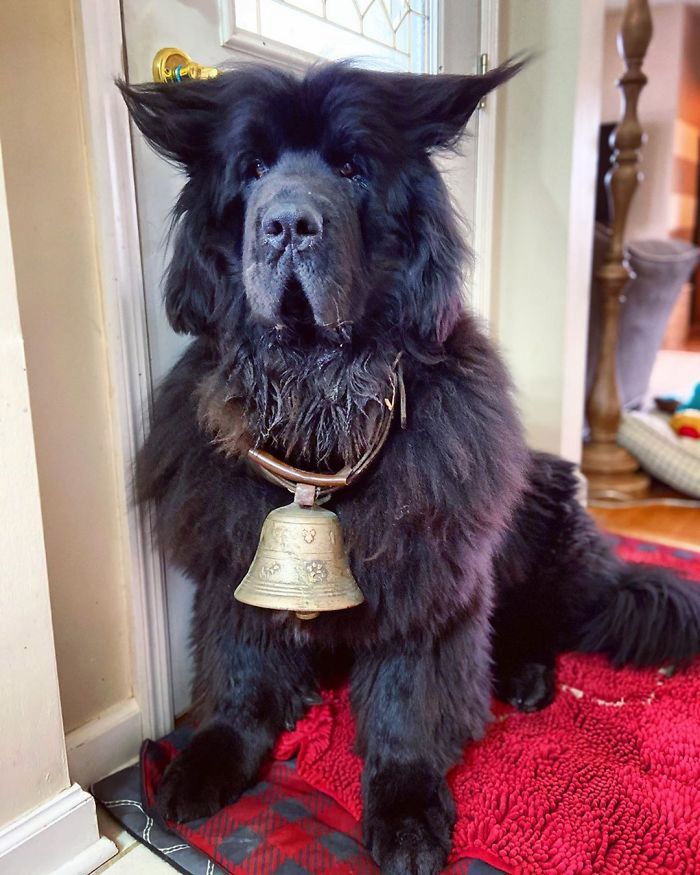 Hank The Newfoundland/instagram