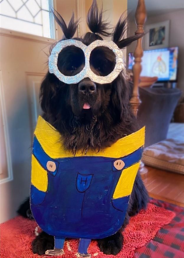 Hank The Newfoundland/instagram