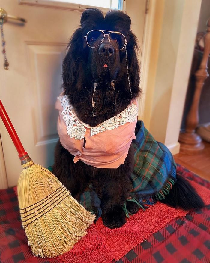 Hank The Newfoundland/instagram