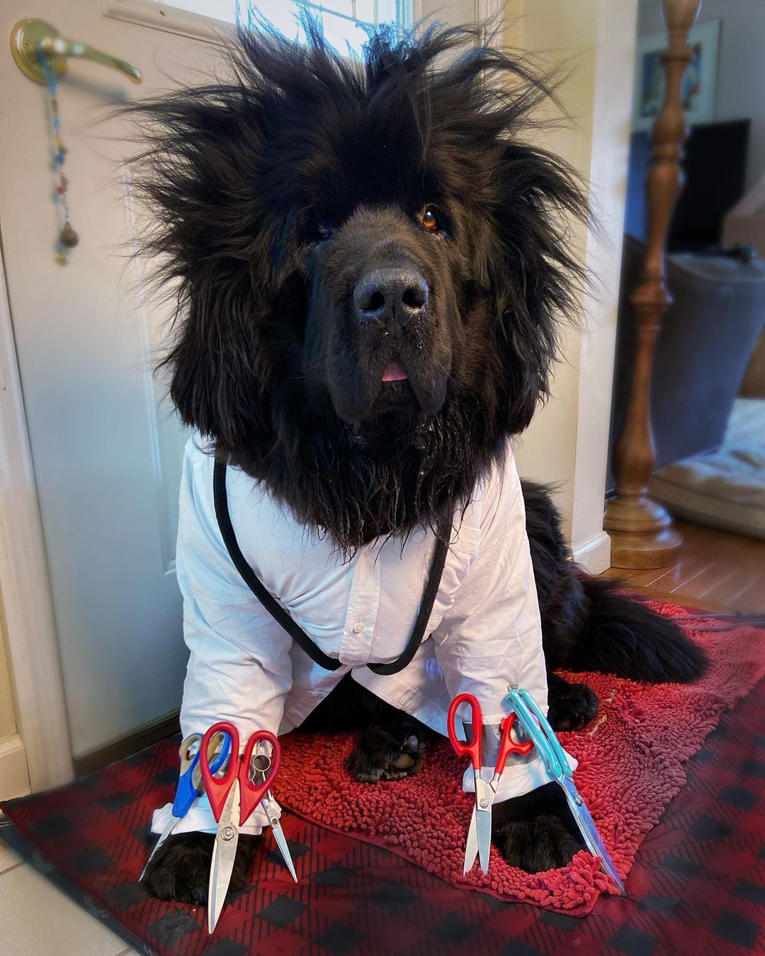 Hank The Newfoundland/instagram