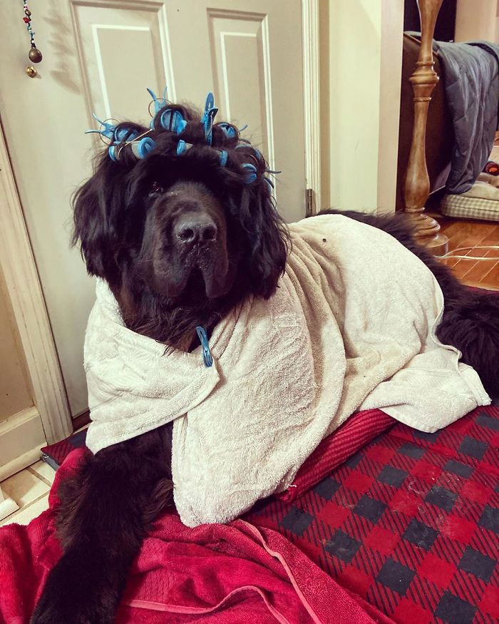 Hank The Newfoundland/instagram