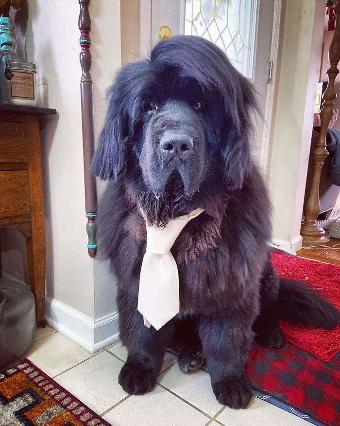 Hank The Newfoundland/instagram