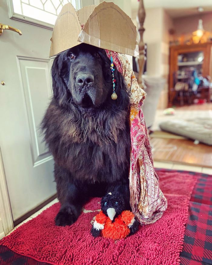 Hank The Newfoundland/instagram