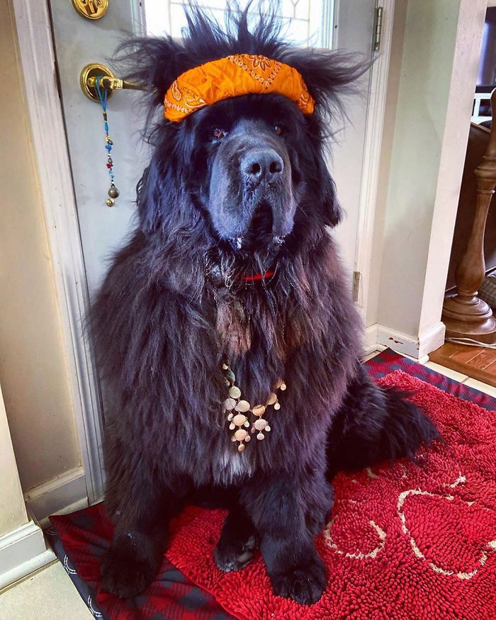 Hank The Newfoundland/instagram