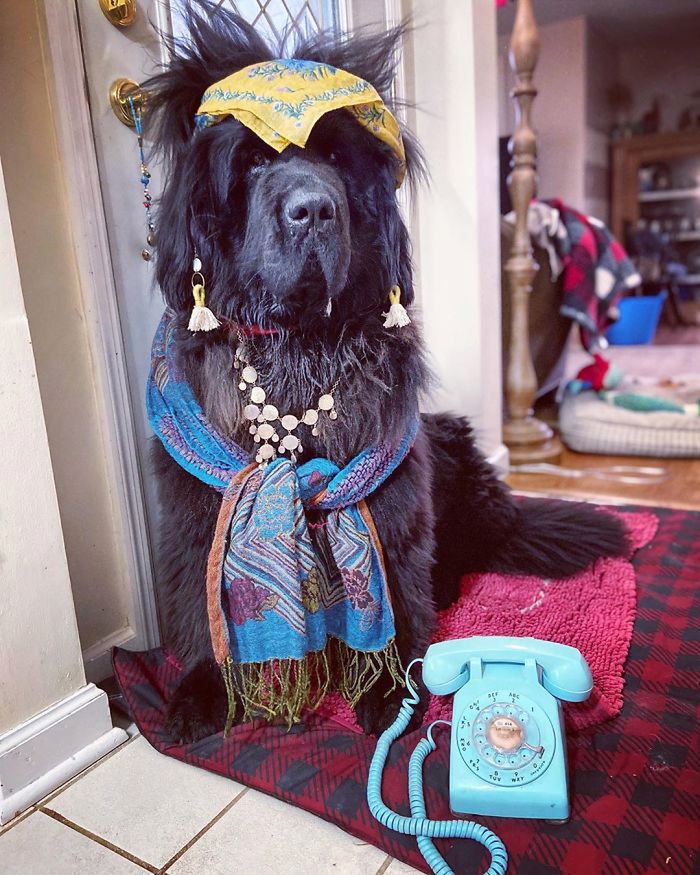 Hank The Newfoundland/instagram