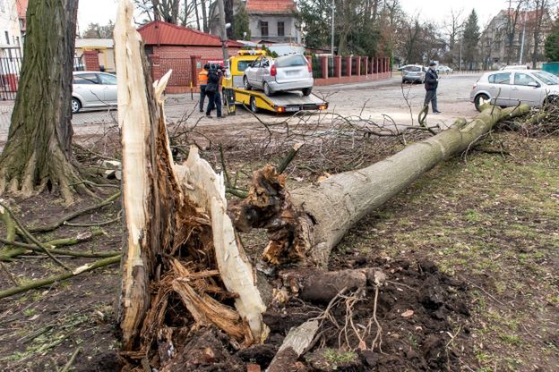 Ofiara śmiertelna nawałnicy. Mężczyznę przygniotło drzewo