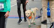 Przebiegł półmaraton z psami przewodnikami. Historyczny wyczyn nowojorczyka