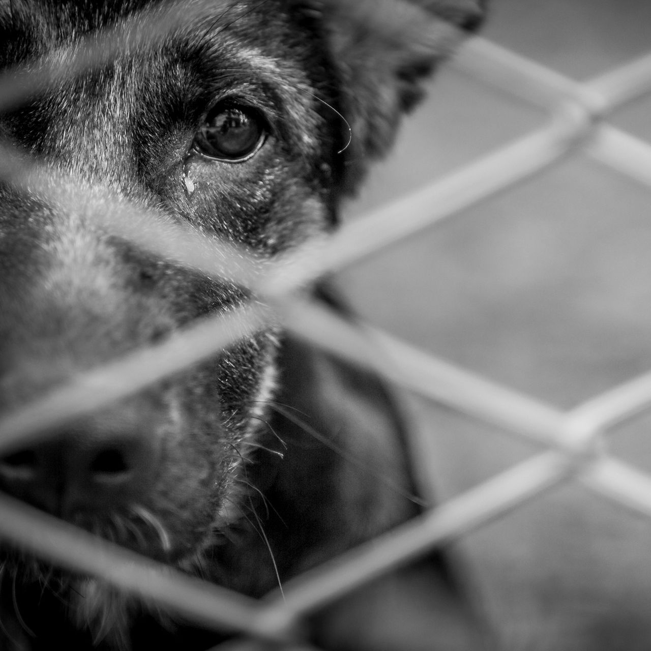 Znęcał się nad kilkudziesięcioma zwierzętami hodowlanymi. Dostał 2,5 roku więzienia