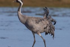 Żurawie nie zostaną zwierzętami łownymi. Ministerstwo stanowczo odpowiada posłowi PiS