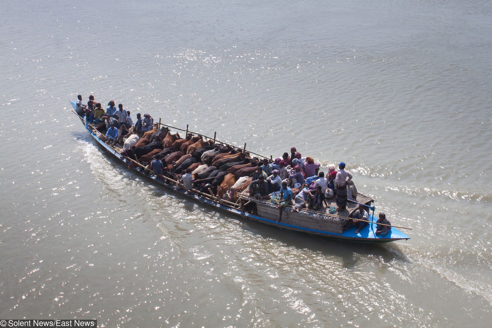 A bright blue boat transports its passengers - including a herd of cows - across a river.  A herd of around 20 cattle stand peacefully in the centre of the boat, while the vessel's human passengers are relegated to the bow and stern.  The cows and their owners are travelling across the Ichhamati River, near Munshigonj district, Dhaka, Bangladesh, for the cattle market.  Photographer Jahangir Alam Onuchcha was walking on the Ichamati River bridge when he spotted the boat and its unusual passengers.  SEE OUR COPY FOR DETAILS.  Please byline: Jahangir Alam Onuchcha/Solent News  ? Jahangir Alam Onuchcha/Solent News & Photo Agency UK +44 (0) 2380 458800 