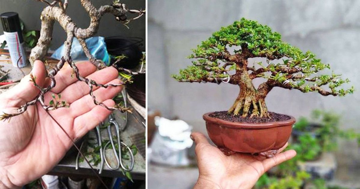 Sekrety drzewka Bonsai dla początkujących ogrodników. Uprawianie go może być łatwe!