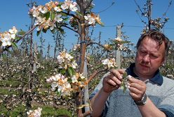 Lepper: rząd pomoże sadownikom, którzy ponieśli straty