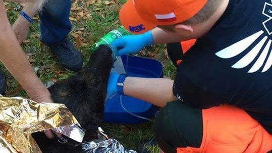 Owczarek był nieprzytomny i z trudem łapał powietrze