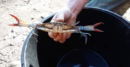 Niezwykłe znalezisko w Szczecinie. Niebieski krab z Atlantyku
