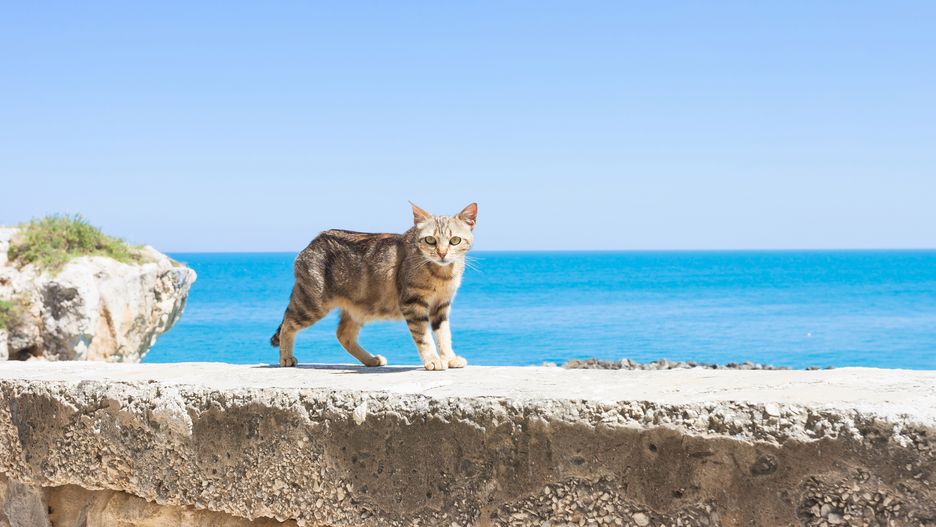 Jesteś miłośnikiem kotów? Ta praca na greckiej wyspie Syros jest dla ciebie!