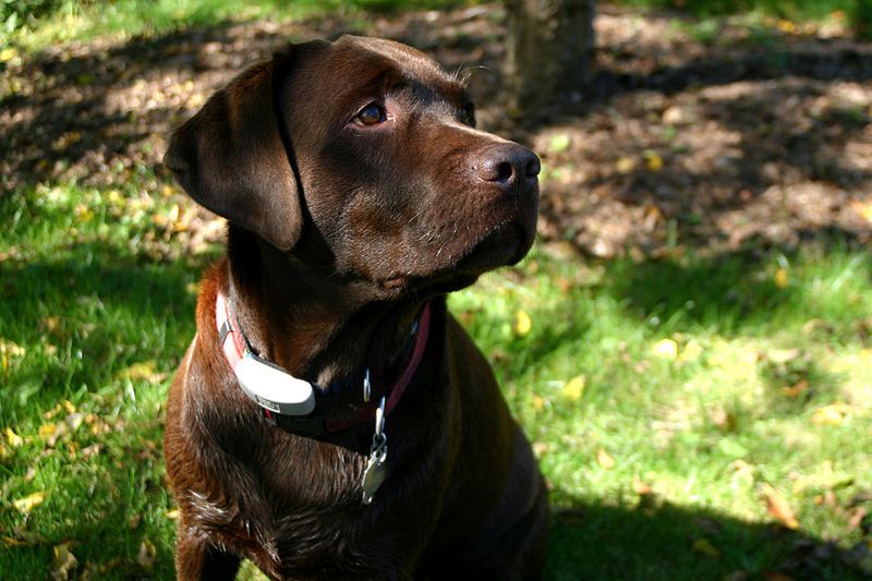 Czekoladowy labrador