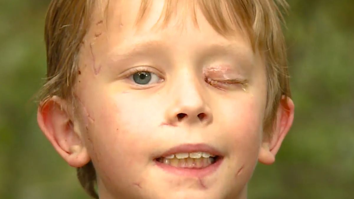 dziecko puma kolorado usa