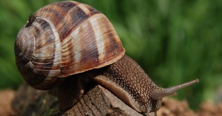Skóra starzejąca się w ślimaczym tempie