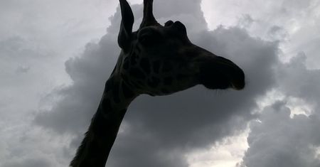 Tragiczna wiadomość z poznańskiego ZOO. Ogromny smutek pracowników
