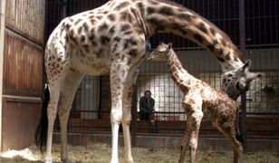 Nowa "dziewczynka" w łódzkim ZOO