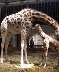 Nowa "dziewczynka" w łódzkim ZOO