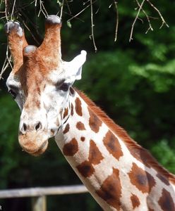 Poznań: Nie żyje kolejna żyrafa